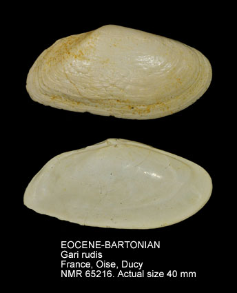 EOCENE-BARTONIAN Gari rudis (2).jpg - EOCENE-BARTONIANGari rudis(Lamarck,1806)